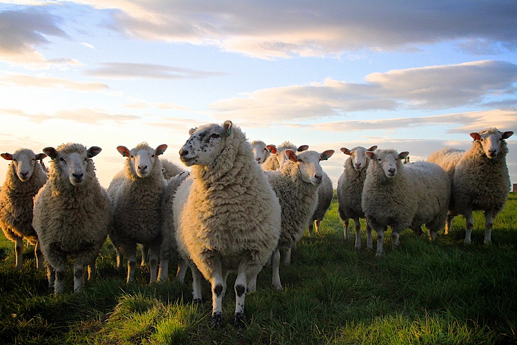 Sheep Among Wolves: A Vision for Christian Engagement in the Factious Political Sphere